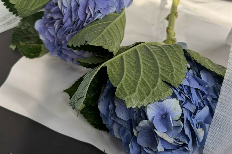 На границе с Амурской областью сожгут зараженные гортензии