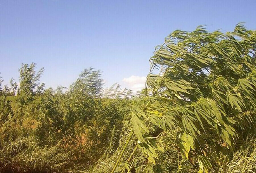 Юный амурчанин решил продать больше 100 килограммов конопли ради благого дела