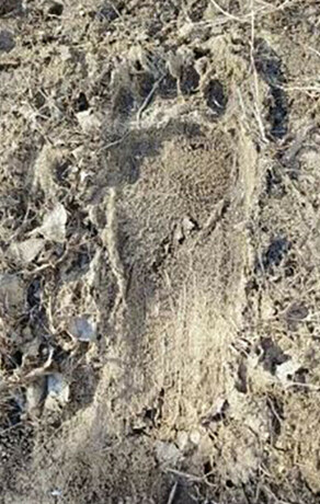 В Амурской области начали измерять следы медвежьих мозолей