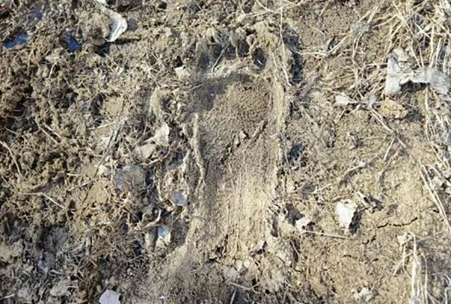 В Амурской области начали измерять следы медвежьих мозолей
