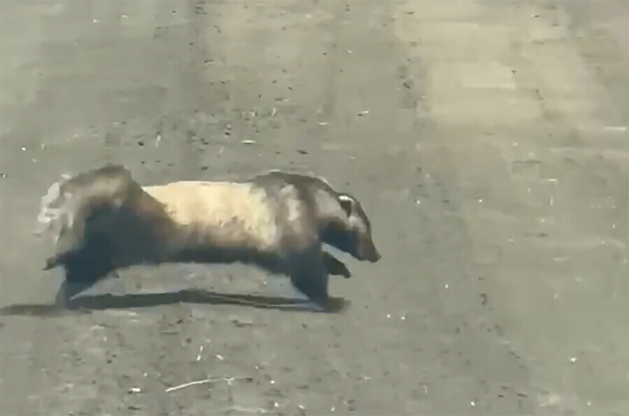 Невероятную скорость развил удирающий барсук от охотинспектора в Амурской области видео