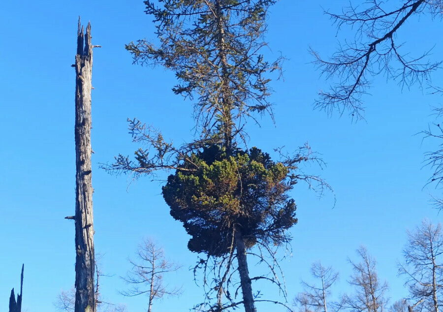 Опасную ведьмину метлу обнаружили в амурской тайге