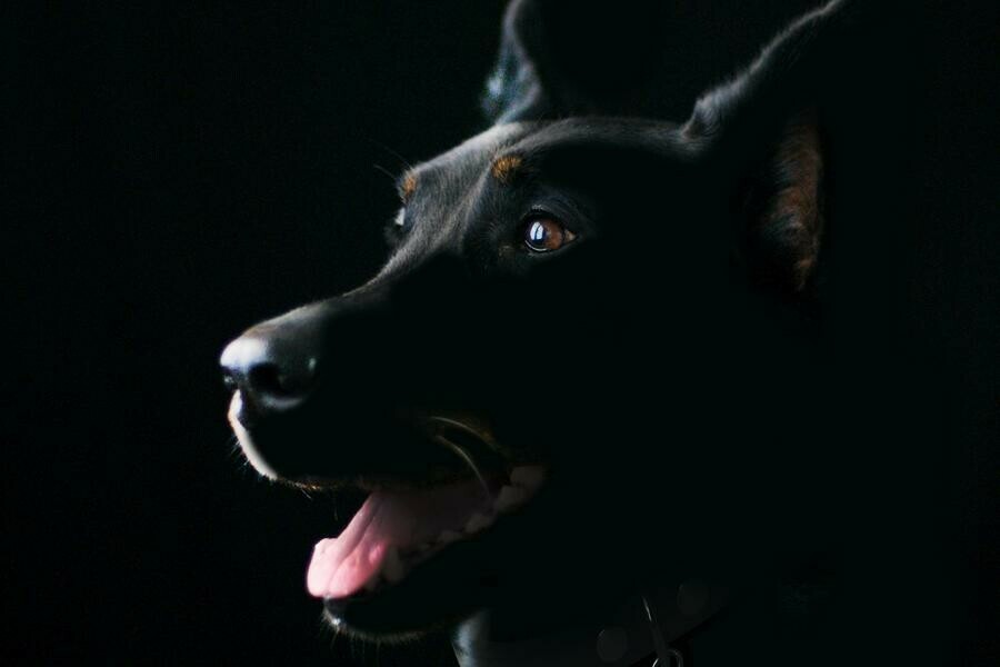 Зашел во двор  получил укус в Приамурье собака напала на ребенка но хозяев не наказали