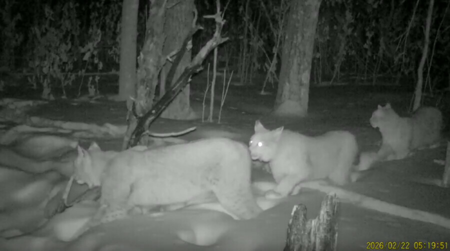 Банду рысей сняли в Амурской области видео