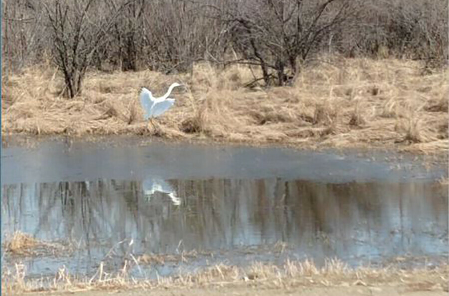 Село Амурской области посетила большая редкая птица
