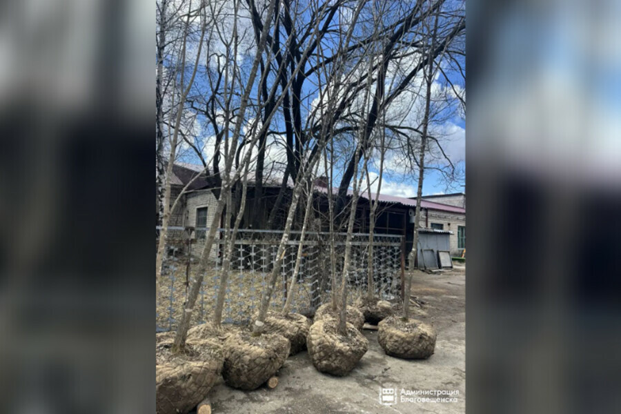 В Благовещенске начинают сажать деревья из Приморья и сеять траву на холмах