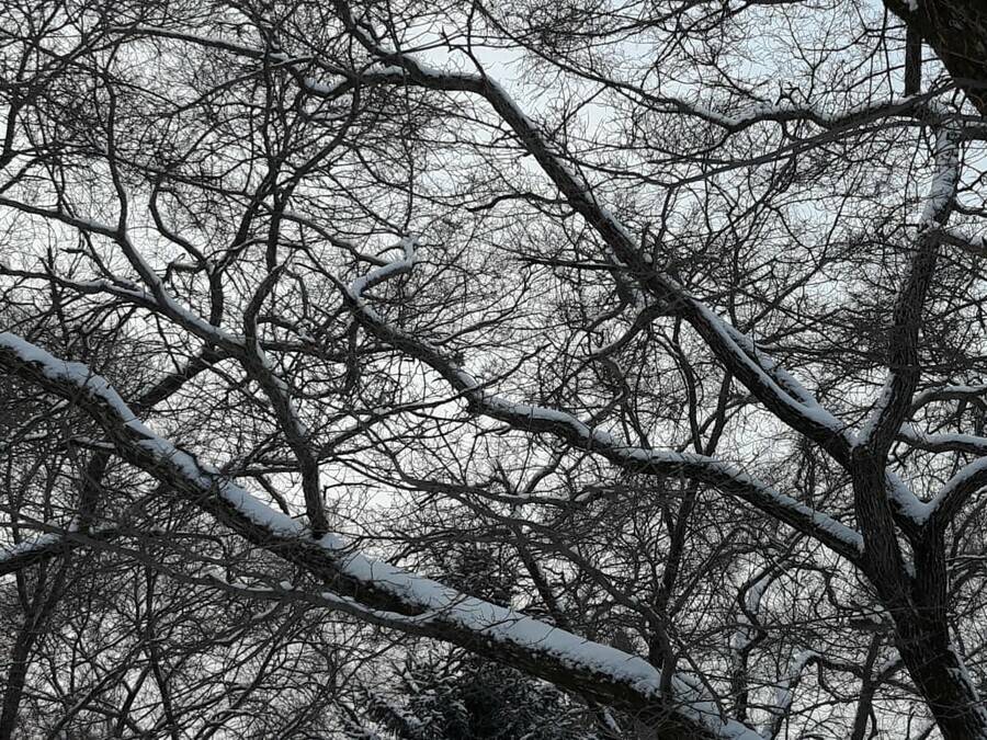 В Амурской области снег с потеплением прогноз погоды на 19 февраля 