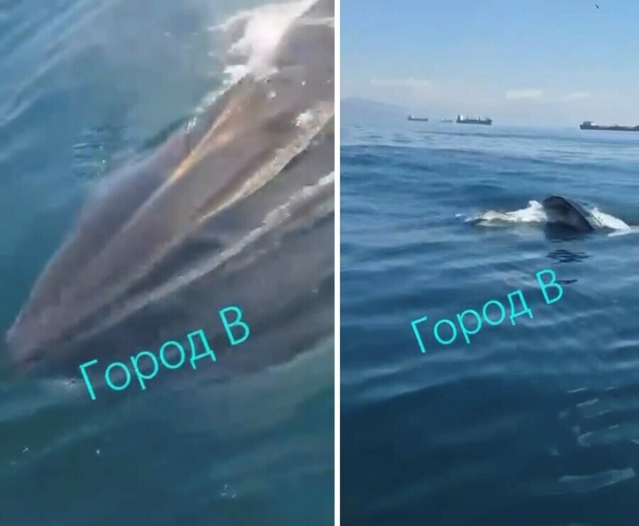У берегов Владивостока заметили китов