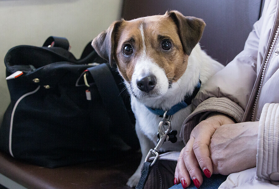 В поездах ЗабЖД проехало полсотни животных без хозяев 