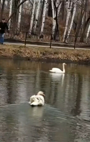  На озеро в амурском селе выпустят Петра и Февронию