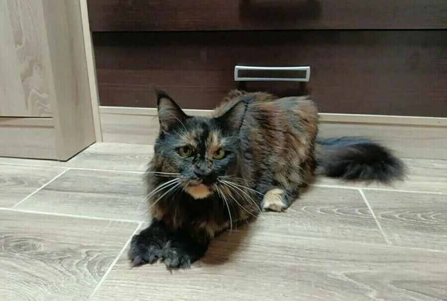 Госдума дала ход законопроекту об обязательной маркировке домашних животных