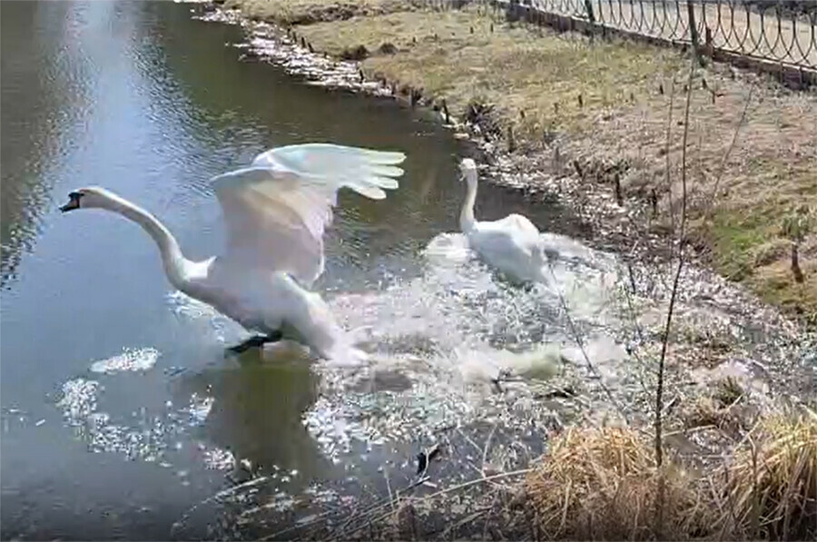 Лебеди вернулись на озеро в амурской Ивановке видео