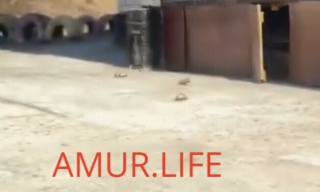 Множество погибших птиц нашли в одном из районов Благовещенска видео