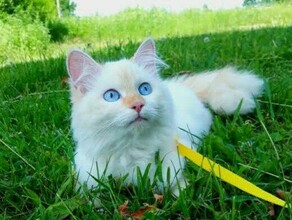 Я не могла отпустить эту малышку с голубыми глазами как амурчане спасают тех кого приручили даже если приходится брать кредит