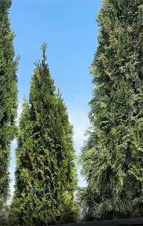 В центре Благовещенска выставили краснодарские туи видео