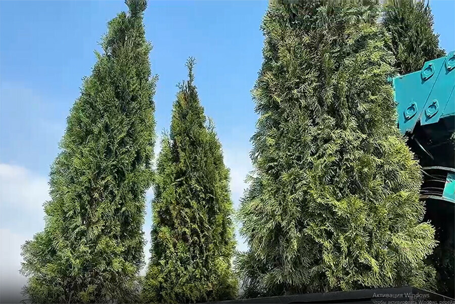 В центре Благовещенска выставили краснодарские туи видео