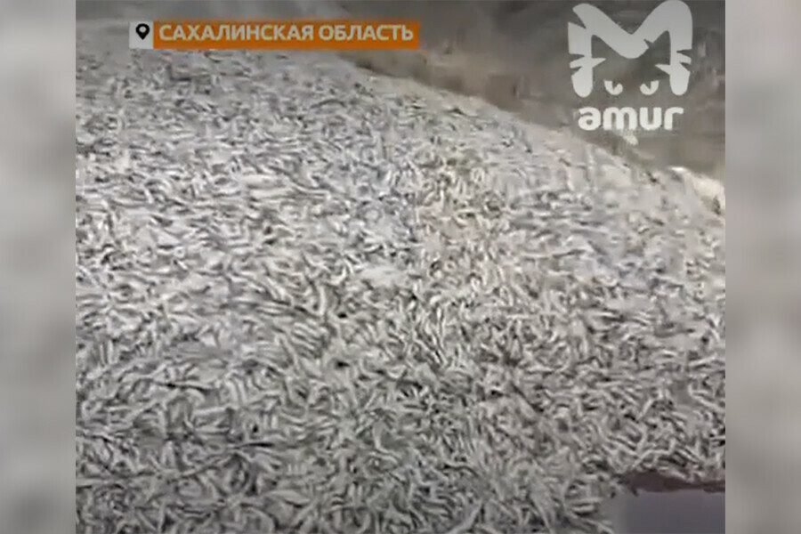 На Сахалине невероятное количество рыбы выбросили на дорогу закрыв проезд видео