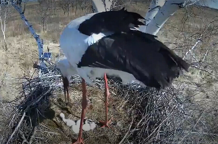 Второй птенец вылупился в гнезде Амура и Зеи видео