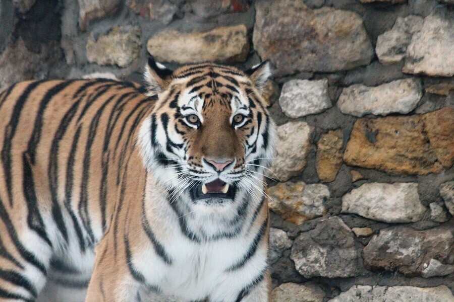 В Приморье задержали мужчин продавших части амурского тигра за 1 200 тысяч рублей
