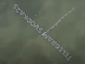 Во Владивостоке увидели необычное создание среди медуз видео