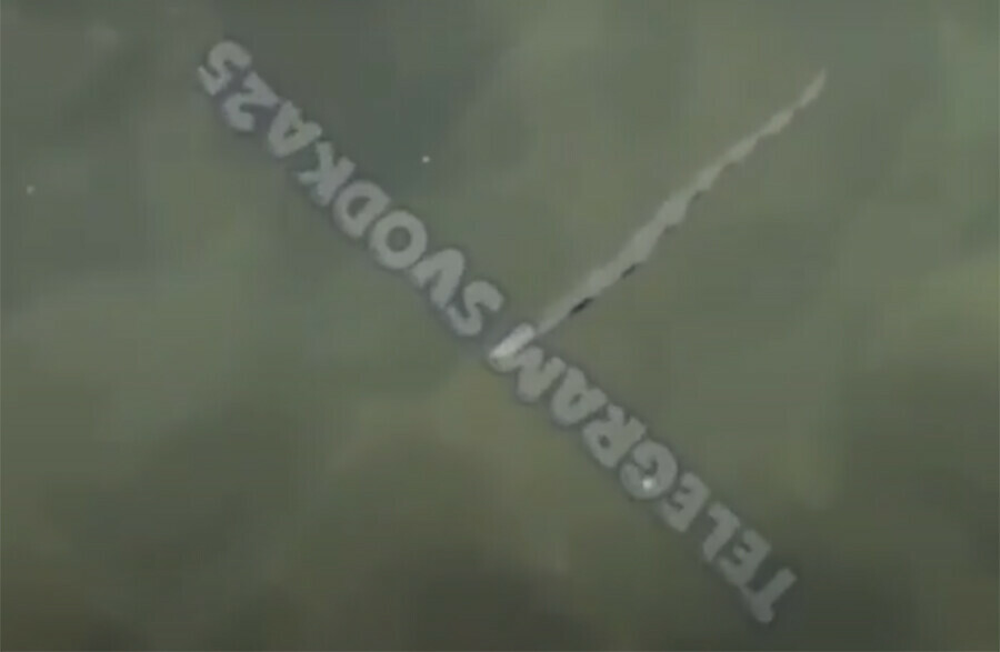Во Владивостоке увидели необычное создание среди медуз видео