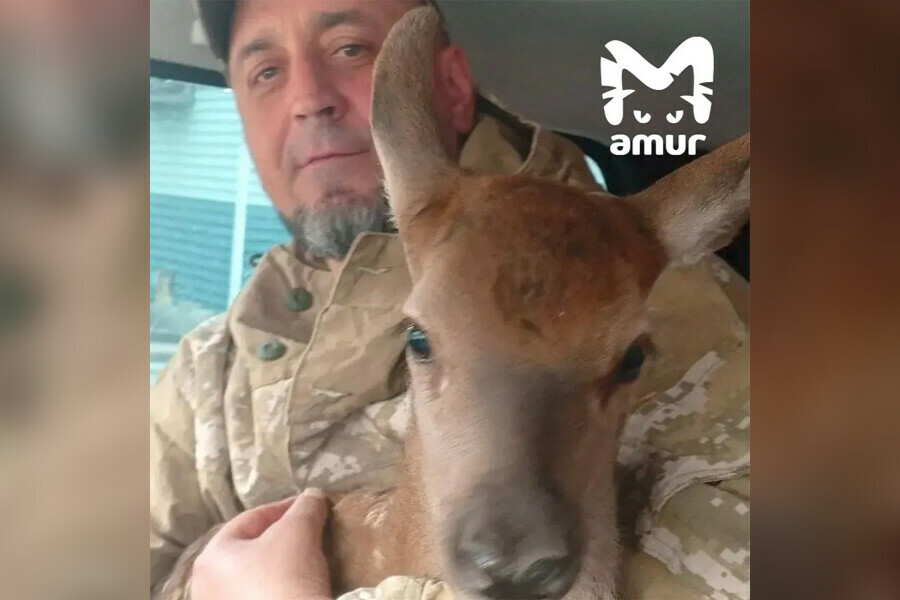 Малышолененок несколько дней сидел в одиночестве у дороги