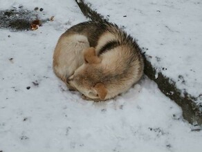 Маленькие люди с большим сердцем школьники спасли замерзающего на улице щенка видео