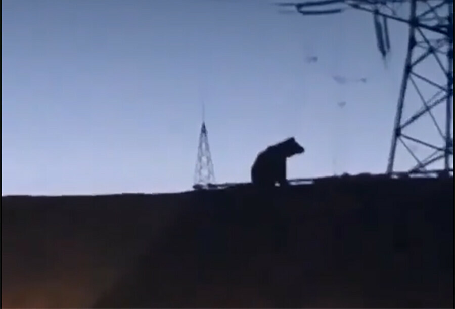 К свободненцам в гости зашел медведь  видео