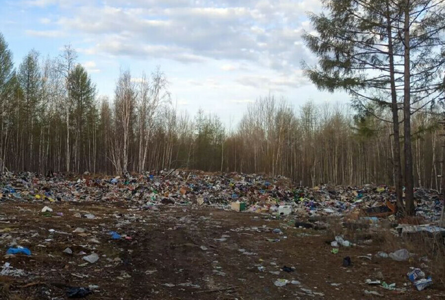 Голодные медведи одолевают жителей сёл в Амурской области