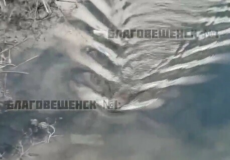 В водоеме на Тепличке сняли необычную встречу двух разных животных видео 