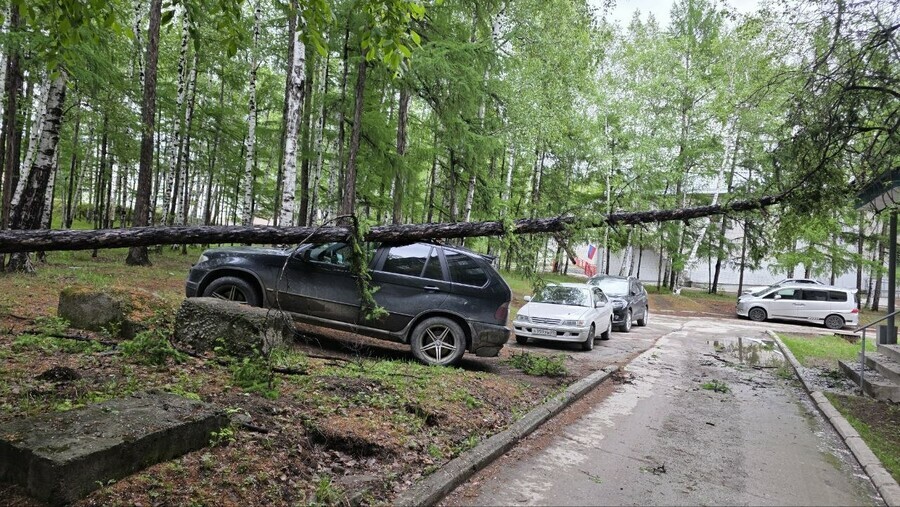 На машину в Амурской области упало дерево фото