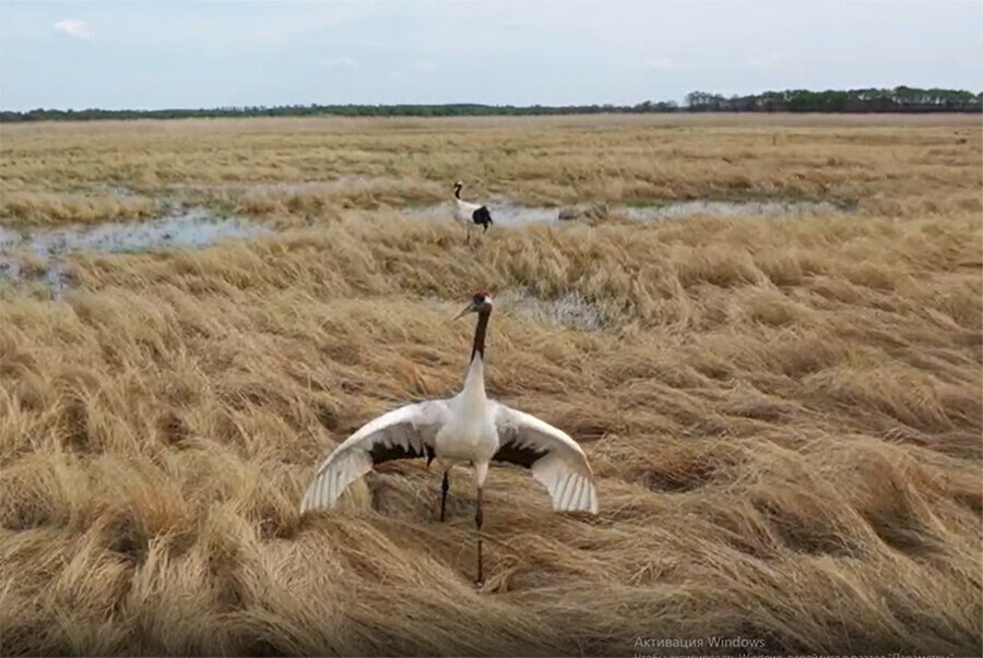 Японские журавли в Амурской области поднимают демографию видео