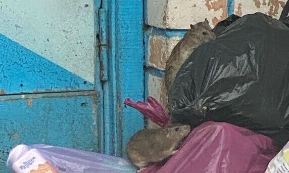 Крысы захватывают Тынду жители жалуются на нашествие грызунов фото