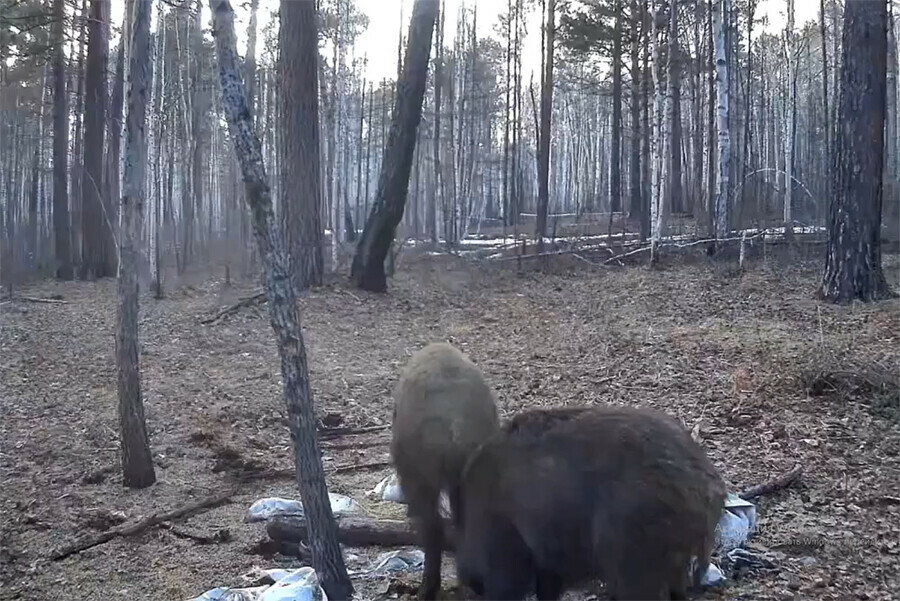 Медведь и кабан сошлись за одним столом в лесу Приамурья видео