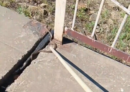 Амурчанин возле моста в Приамурье обнаружил сразу несколько змей видео