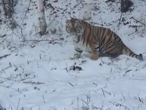 В Хабаровском крае сняли на видео недоумевающего тигра видео