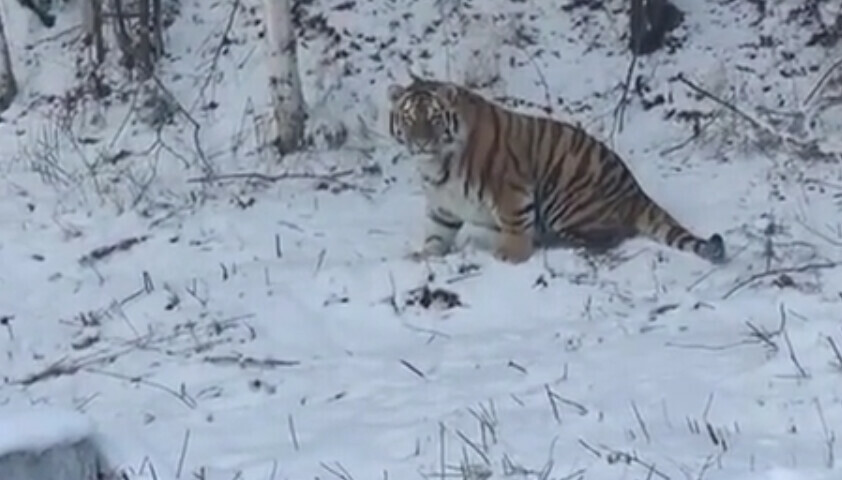 В Хабаровском крае сняли на видео недоумевающего тигра видео