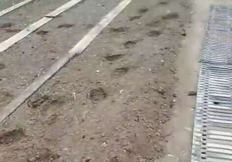 Крупный хищник напугал жителей села в Приамурье видео 