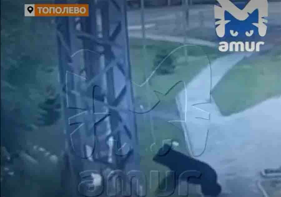 В селе медведь пытался напасть на человека видео