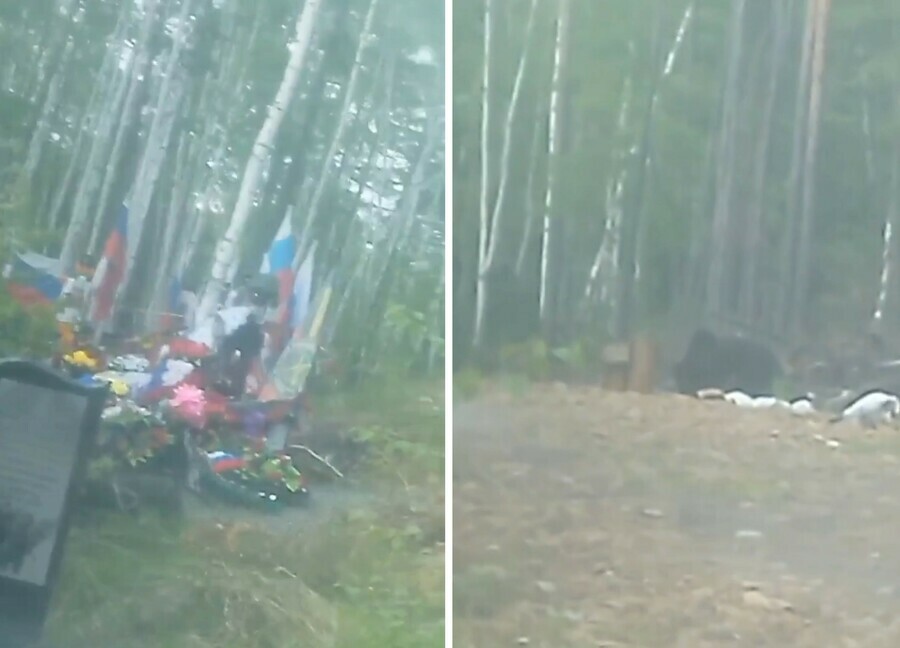 Вот он на нас смотрит В Приамурье на кладбище встретили медведя