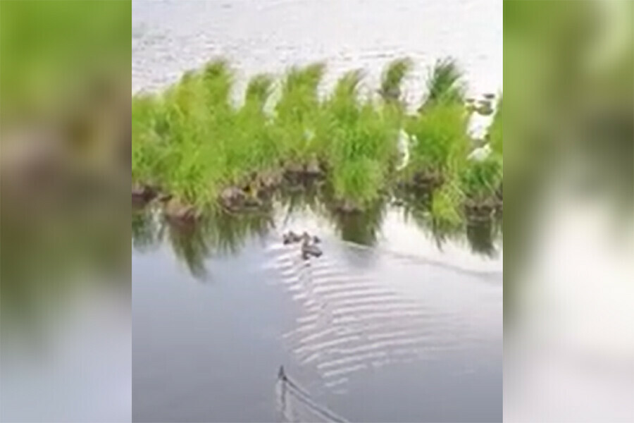 Не трогайте птенцов вы их губите в Приамурье подрастают утята видео