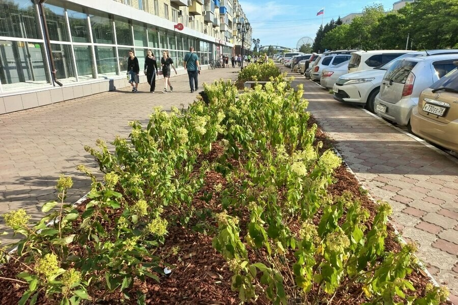 Благовещенцы обратили внимание на состояние цветов которые высадили в самом центре города фото
