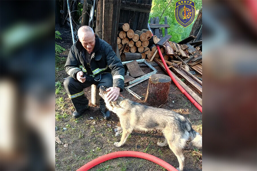 В Приамурье от огня спасли собаку сидевшую на привязи у пылающего дома фото