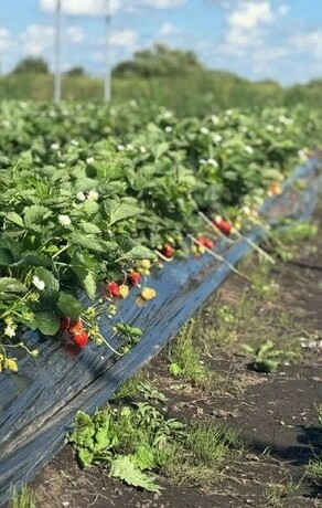 Амурчане по программе Дальневосточный гектар выращивают 5 тонн клубники в год 