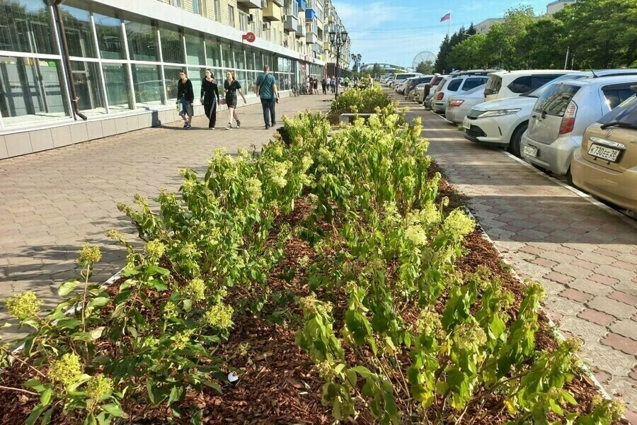 Они болеют в мэрии ответили почему посаженные в центре Благовещенска гортензии выглядят погибающими видео