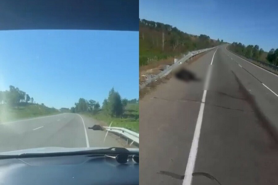 На трассе в Амурской области автомобиль насмерть сбил медвежонка