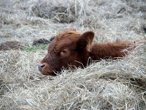 В КФХ Благовещенского района голодали и погибали лошади и коровы Владельца наказали небольшим штрафом