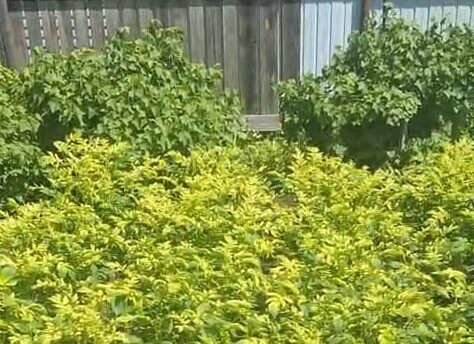 У благовещенцев в огороде листья поменяли цвет Они списали это на пролетающий беспилотник 