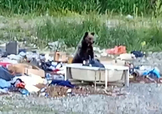 В Тынде у дачных участков заметили медведя видео