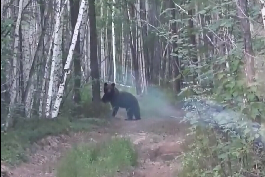 Медведицу на лесной дороге встретили амурчане видео